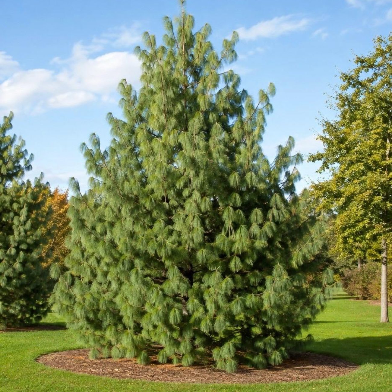 Obrázok Borovica himalájska (Pinus wallichiana) – výška 15-25 cm, kont. C3L